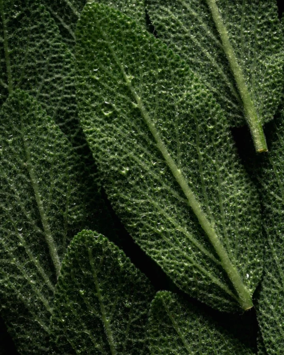 Volume Structure Kondicionierius